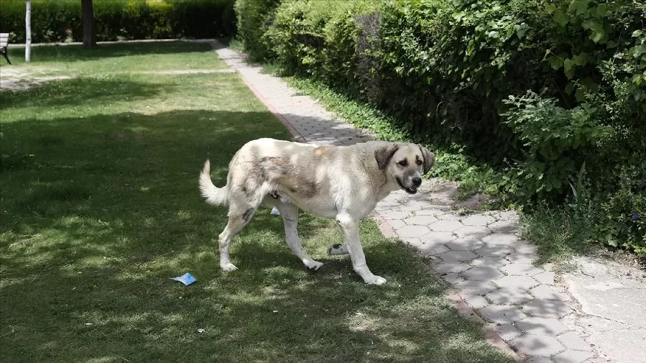 Köpeğinize üzüm veriyorsanız dikkat! Bu hata ölümcül olabilir