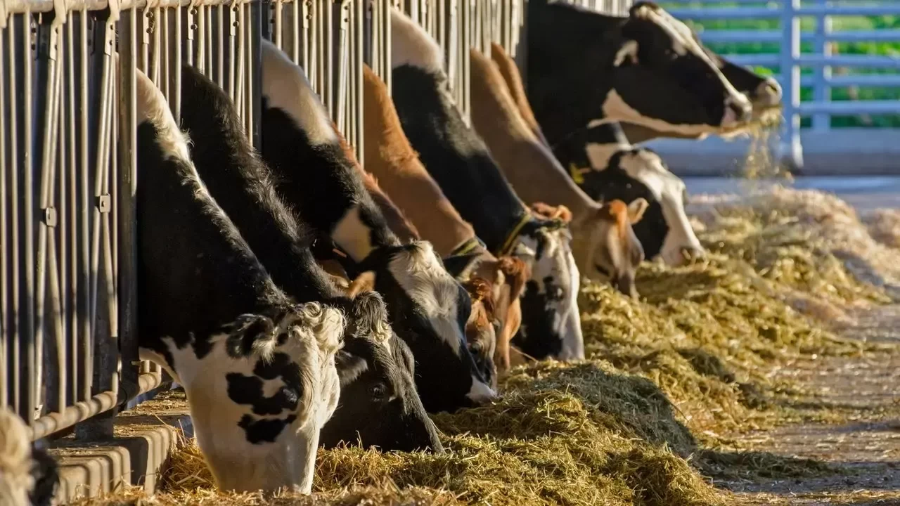 Rekabet Kurumu'ndan süt sektörüne uyarı: Soruşturma devam ediyor