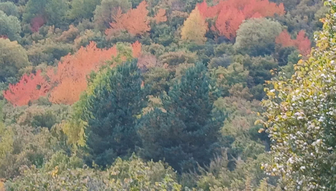 Posof'ta sonbahar güzelliği...