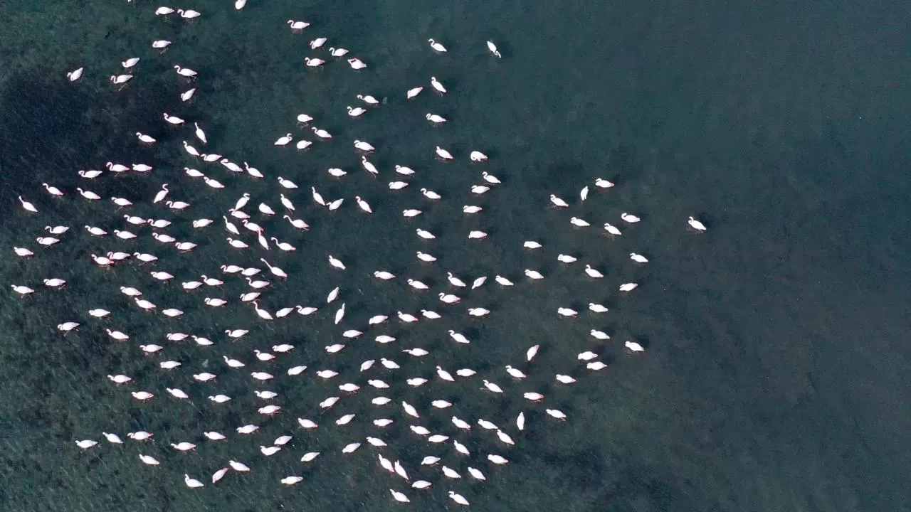 İzmit Körfezi'ndeki dip çamuru temizliği biyoçeşitliliği artırdı