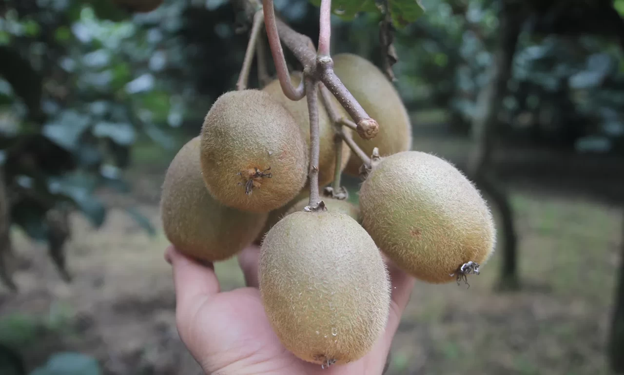 Tescilli Ordu kivisinde rekolte yarıya düştü