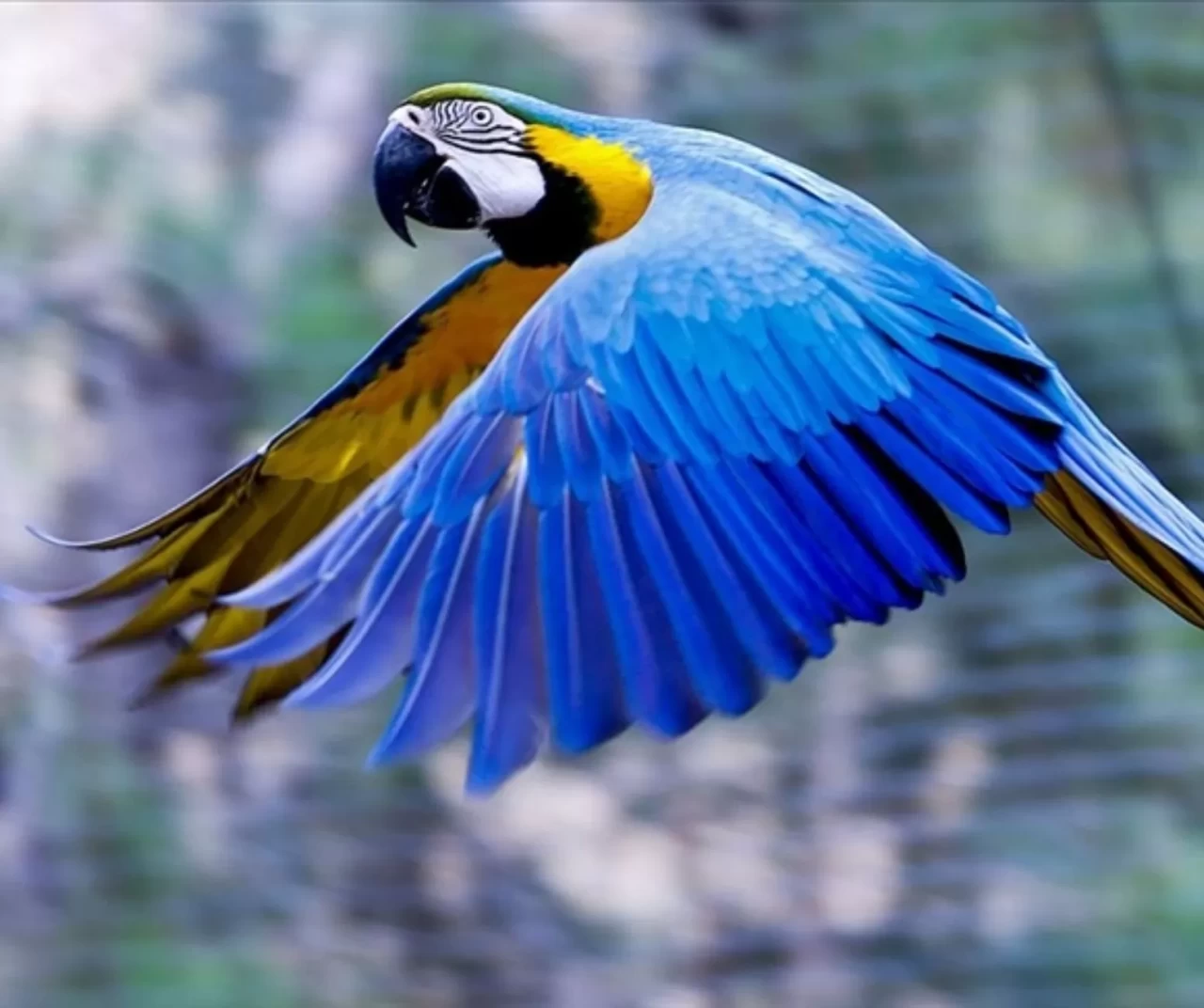 Tekirdağ’da kaçak yollardan getirilen 21 egzotik papağan korumaya alındı