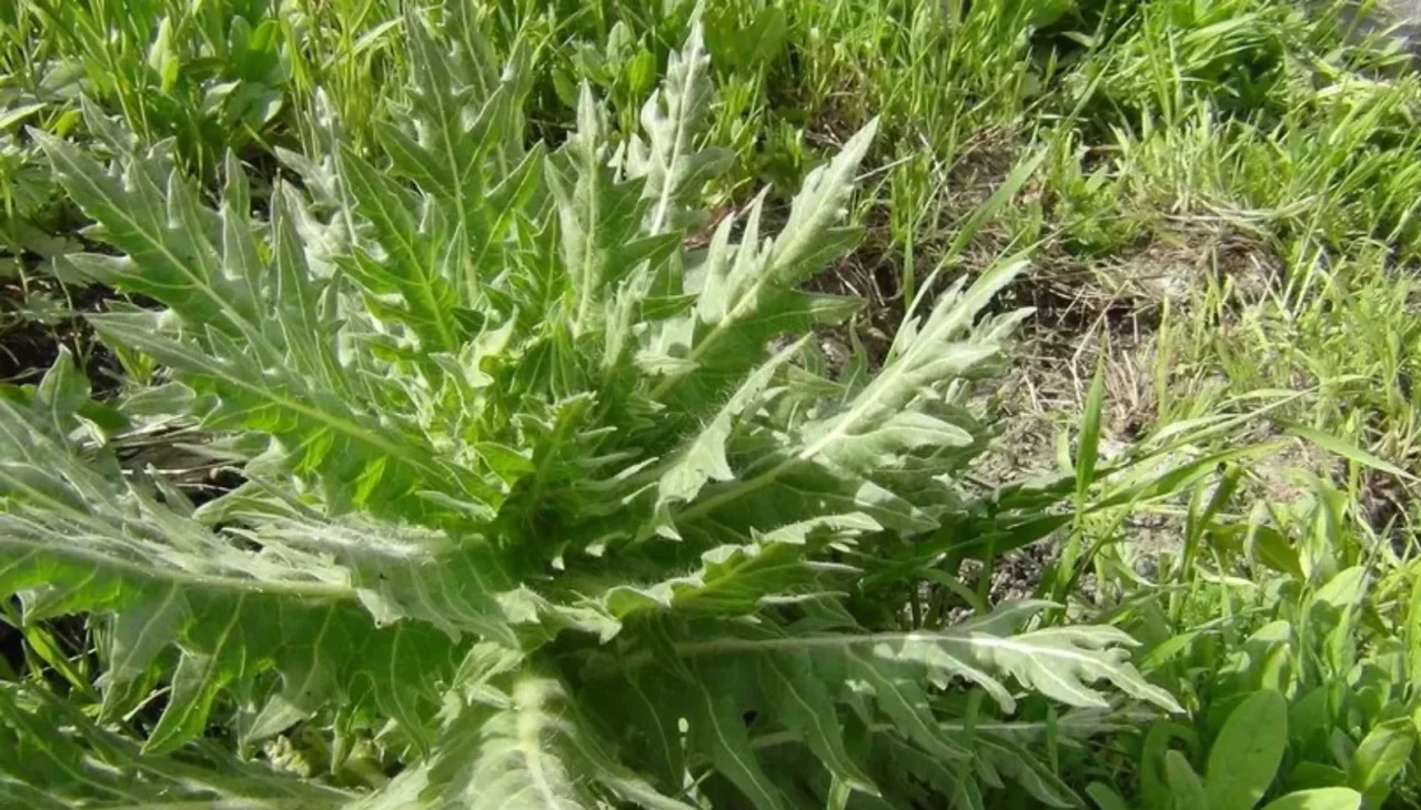 Şifa diye içenler dikkat! Kars’ın gözdesi deli bat bat otunun bilmediğiniz etkisi karaciğeri çökertiyor