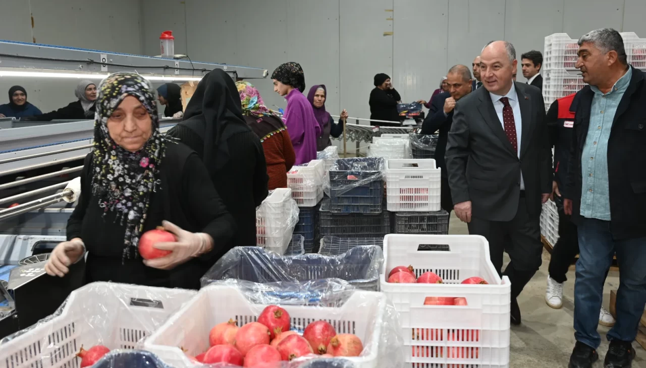 Denizli'de ihracatlık nar hasadı başladı