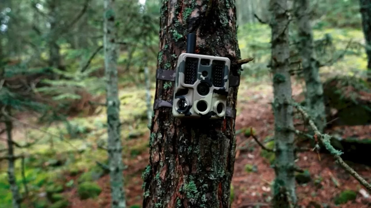 Ormanlar yapay zeka destekli 2 bin 800 fotokapanla 7/24 gözleniyor