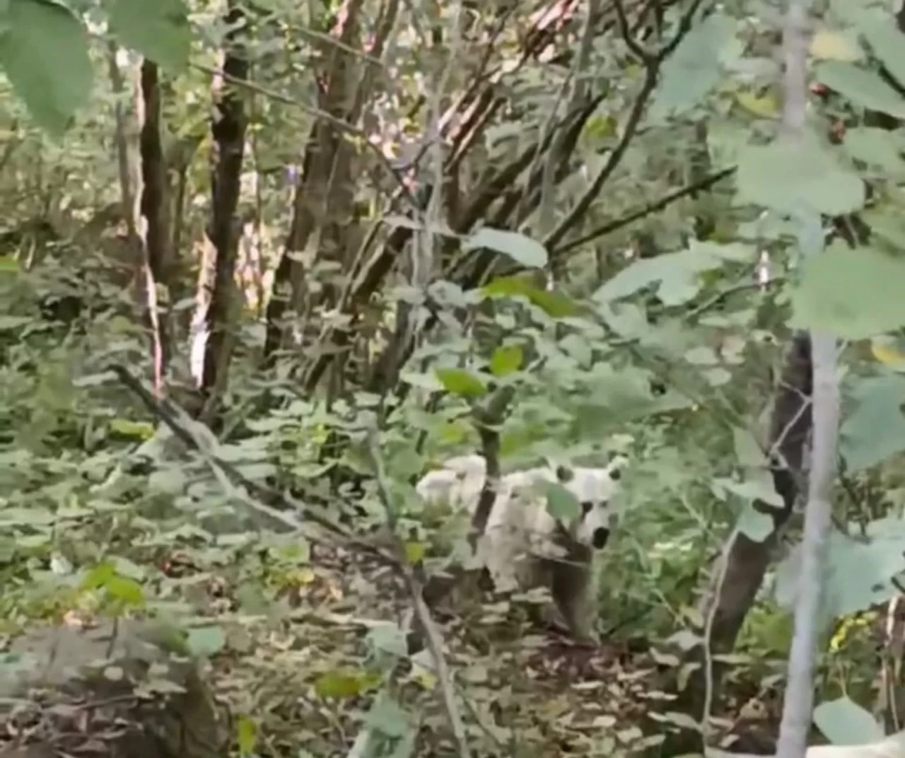 Rize Çamlıhemşin’de beyaz ayı görüntülendi