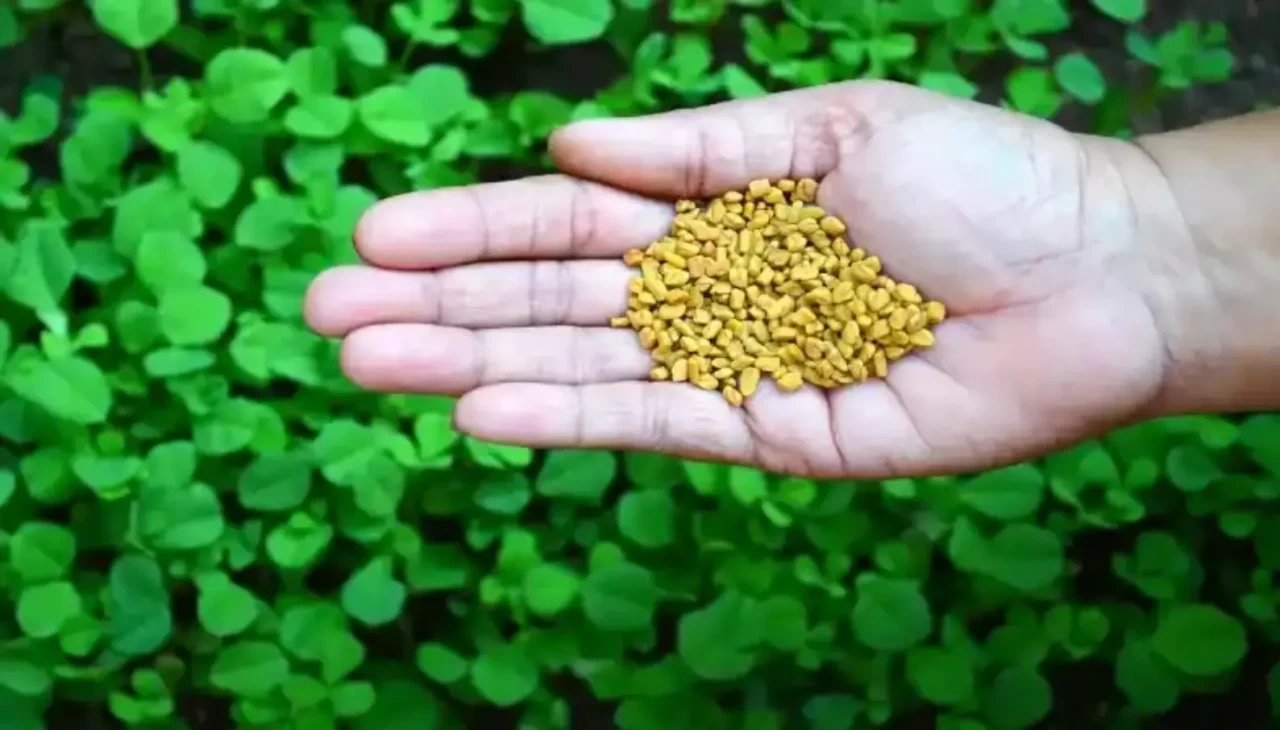 Yüzyıllar öncesinden gelen şifa! İbn-i Sina’nın şeker hastalarına tavsiye ettiği tohum