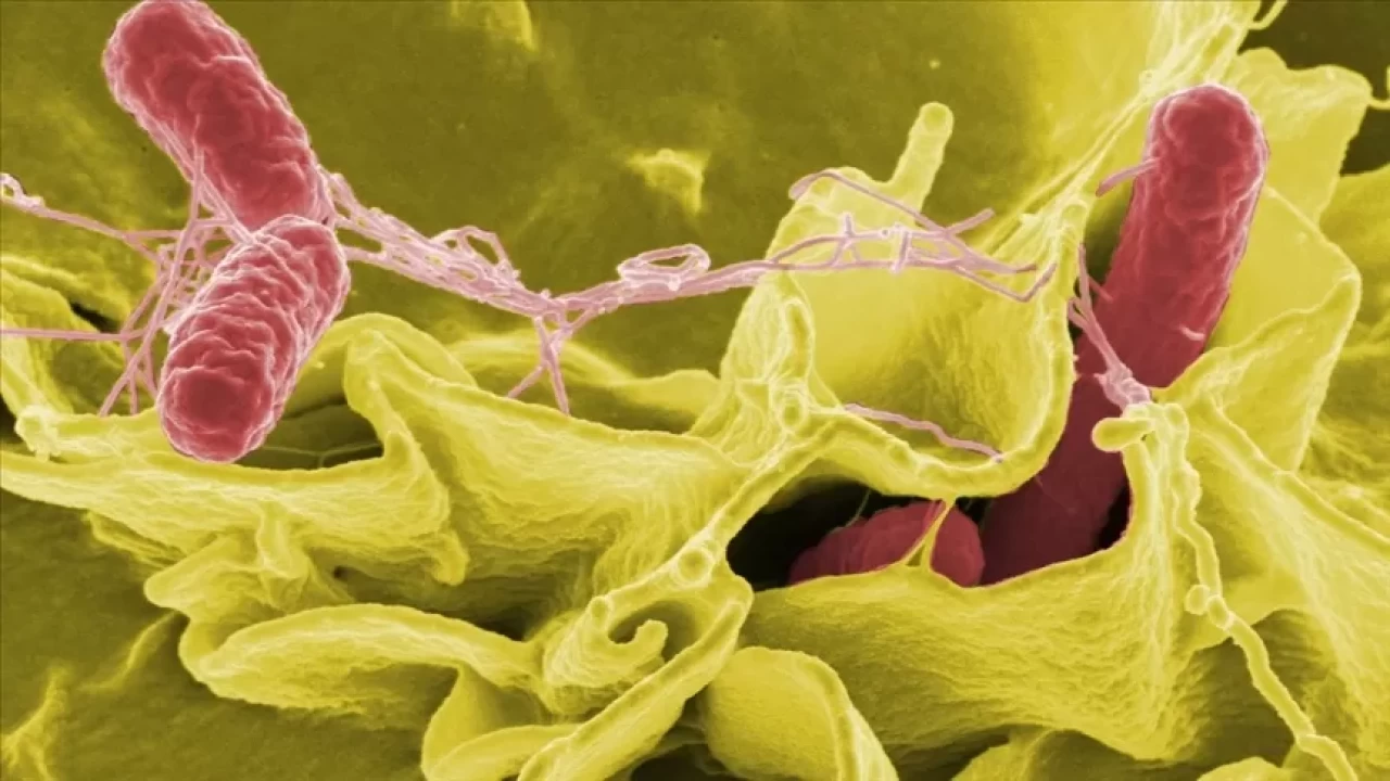 Salmonella nedir? Belirtileri ve korunma yöntemleri
