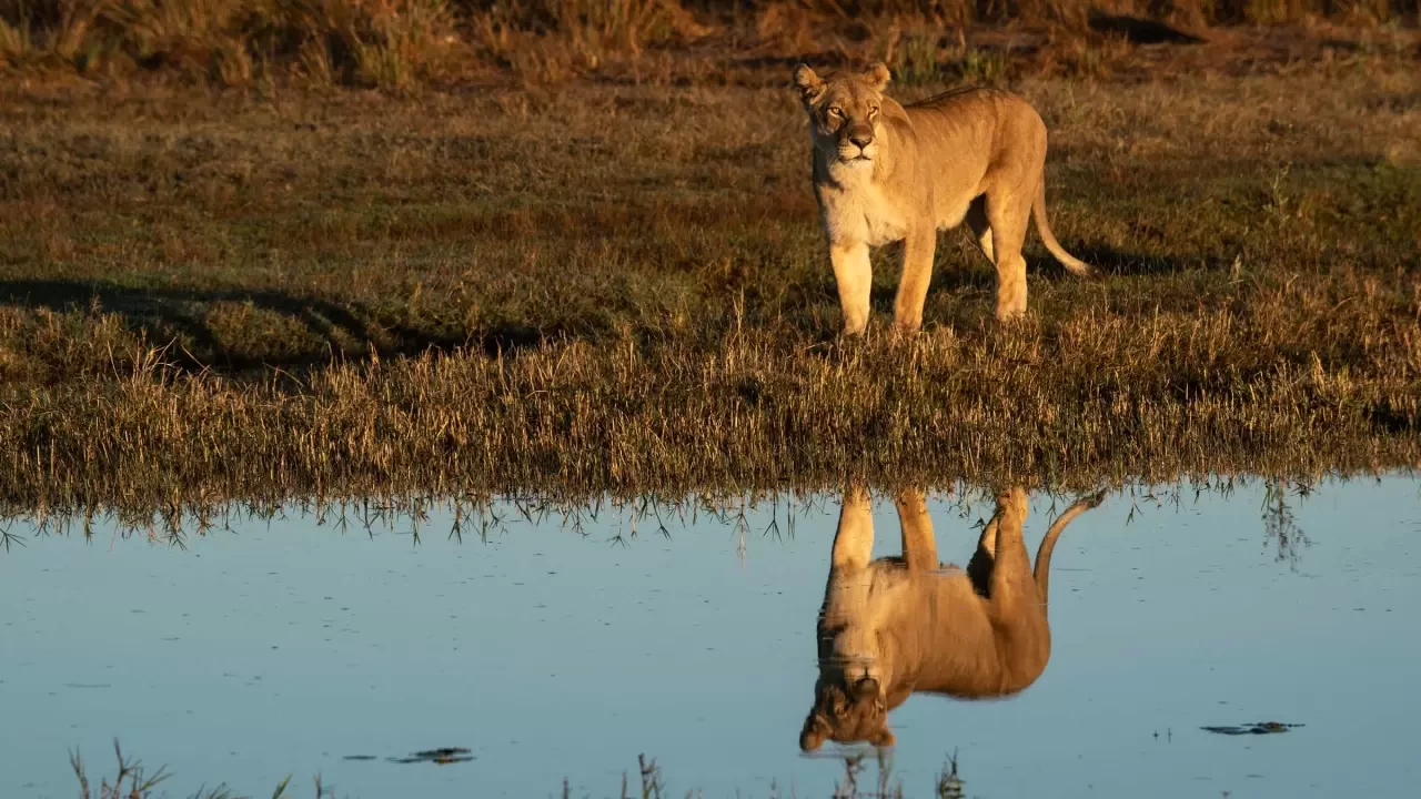 Okavango Nehri Nerede, Hangi Şehirde, Hangi Ülkede?