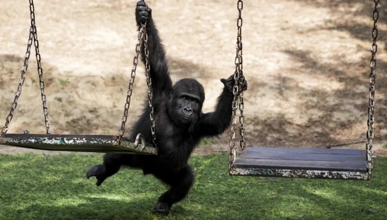 DNA testi sonucu belli oldu: Yavru goril “Zeytin” Türkiye’de kalacak