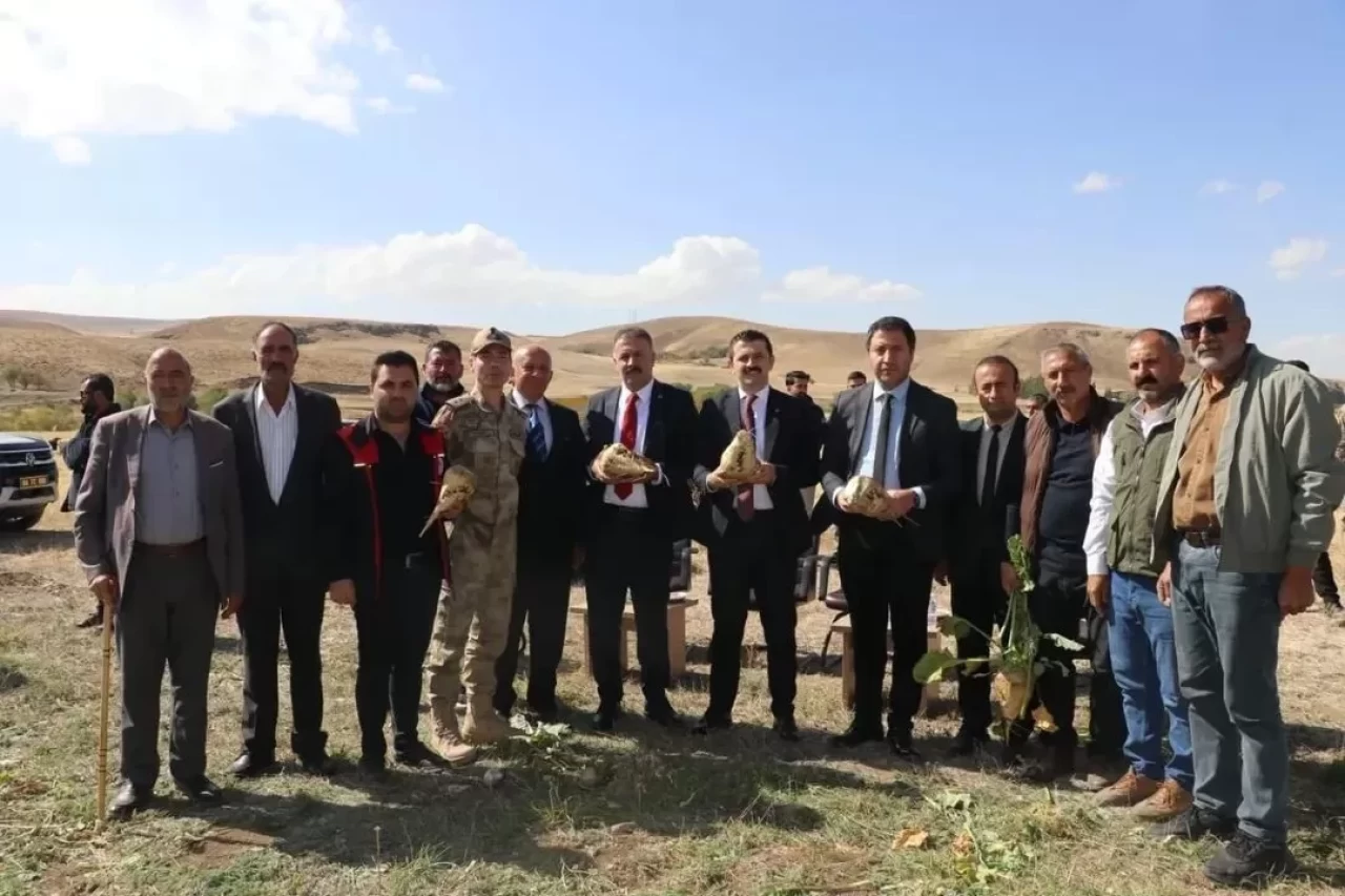 Tutak'ta şeker pancarı hasadı başladı