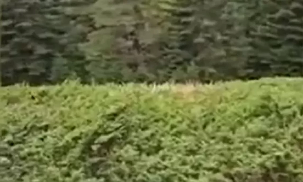Kastamonu'da ormanlık alandaki kızıl geyik kamerada