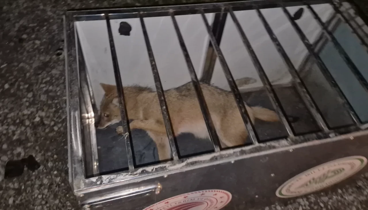 Bartın’da otomobilin çarptığı yaralı tilkiyi yol kenarında beklediler