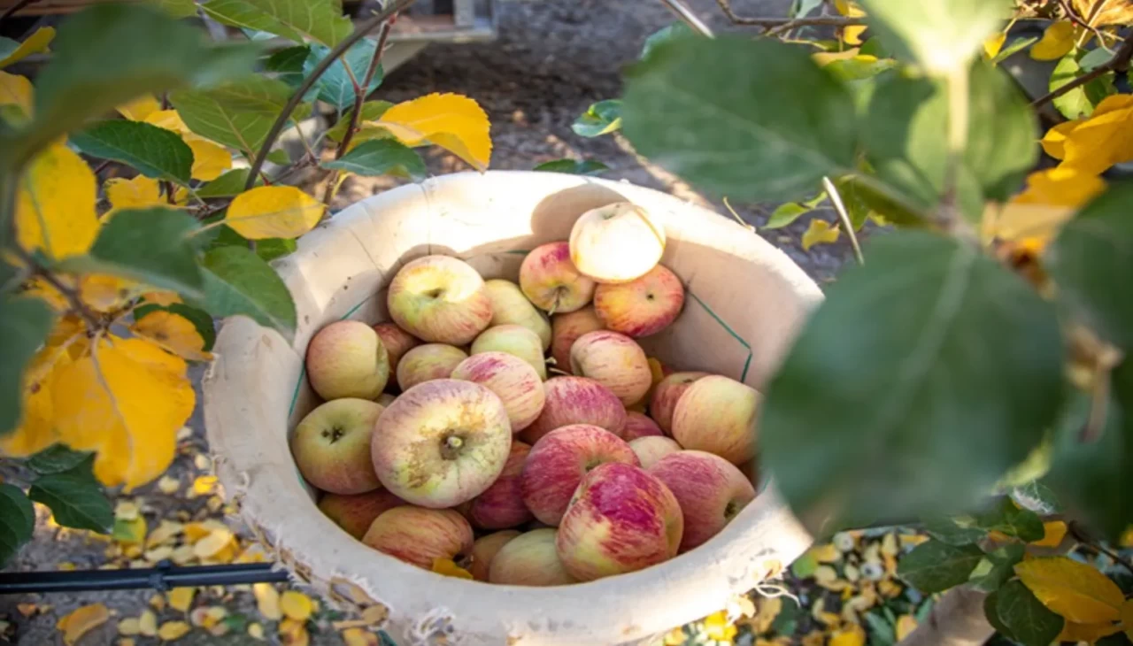 Karaman’da elma hasadı: Sezonun son elmaları özenle toplanıyor
