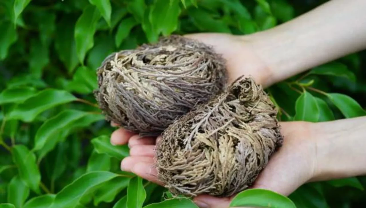 Meryem ana otu nasıl kullanılır? Kadın sağlığı ve doğurganlık üzerindeki etkileri