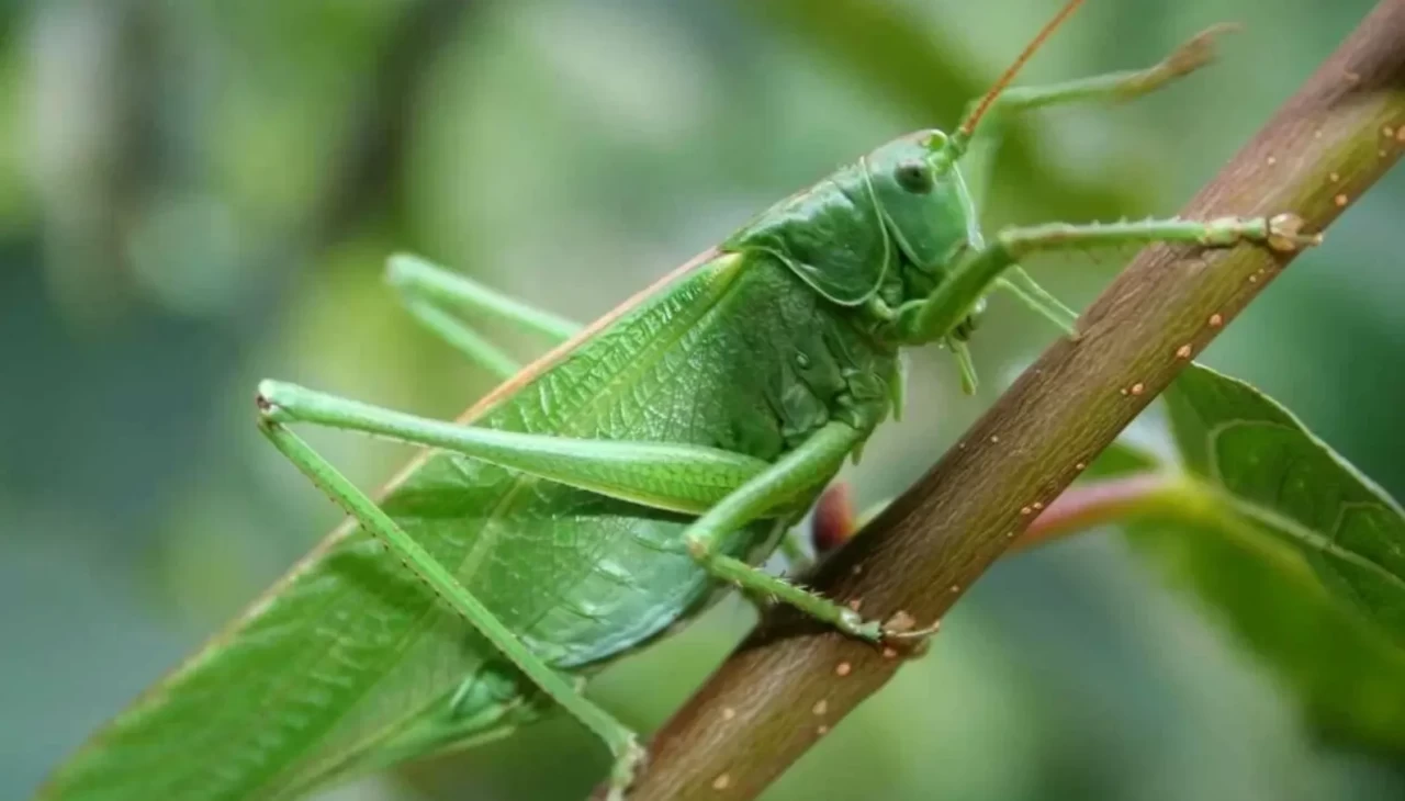 Rüyada çekirge görmek kısmet mi, tehlike mi? Yorumculardan şaşırtan açıklamalar