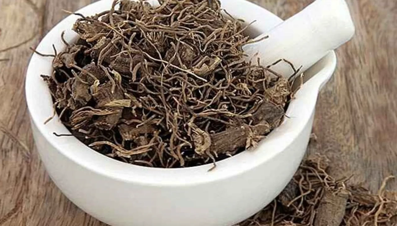 Karayılan otu nedir, ne işe yarar? Menopoz ve anksiyeteye doğal çözüm