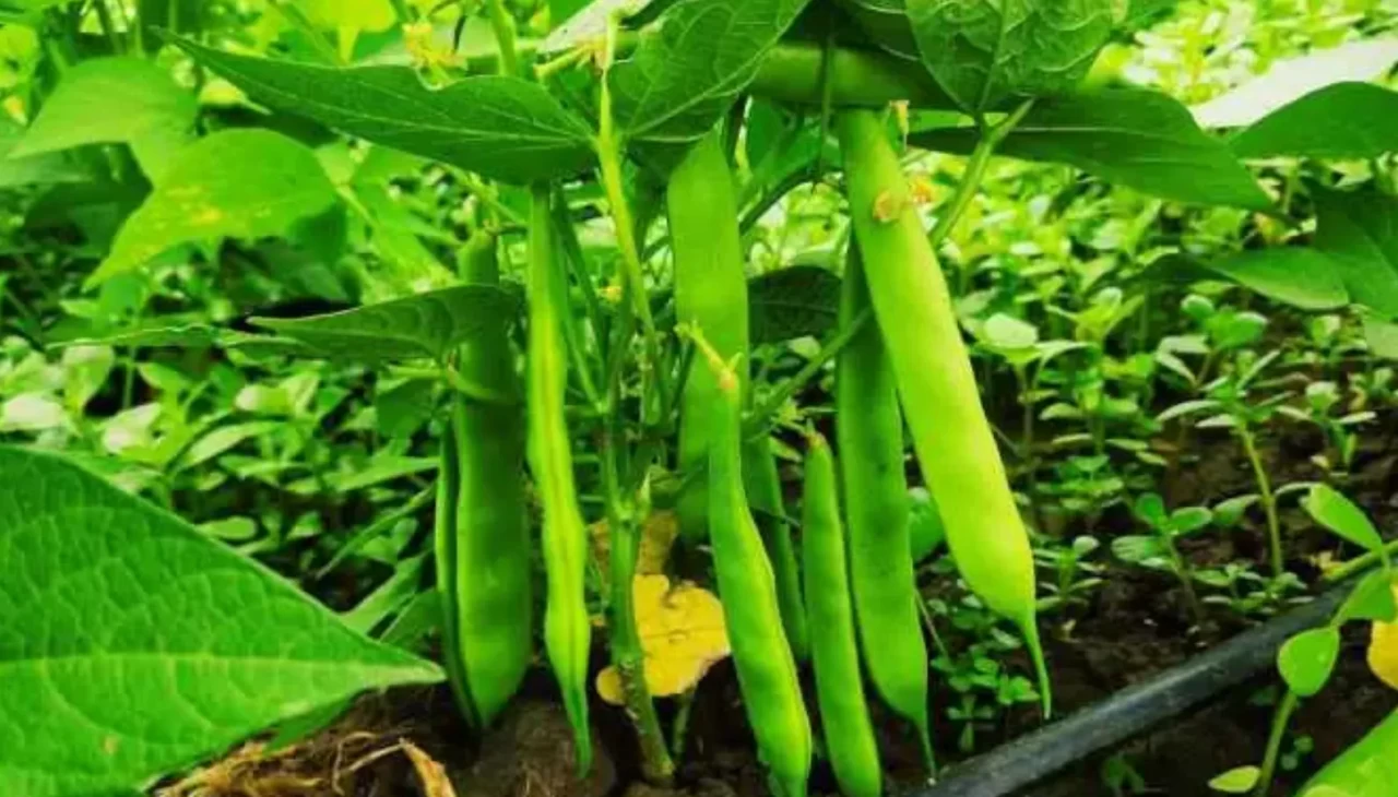 Taze fasulyenin bilinmeyen yönü! Bakın hangi hastalıklara şifa oluyormuş