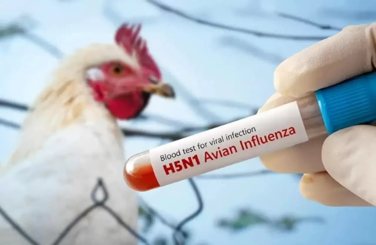 İspanya'da kuş gribi alarmı: Yüksek riskli bölgelerde kümes hayvanları kapalı tutulacak