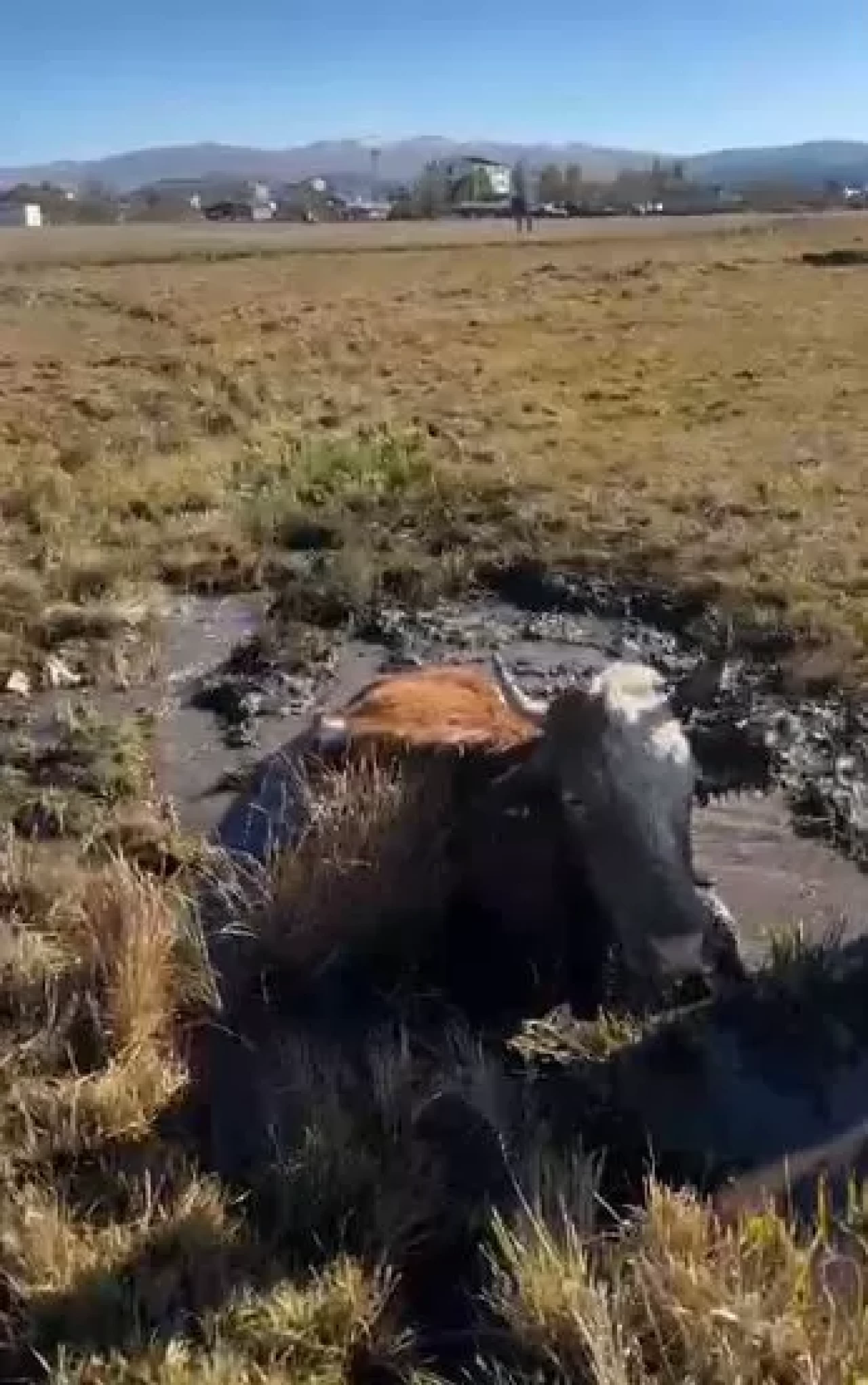 Bataklığa düşen inek başarıyla kurtarıldı!