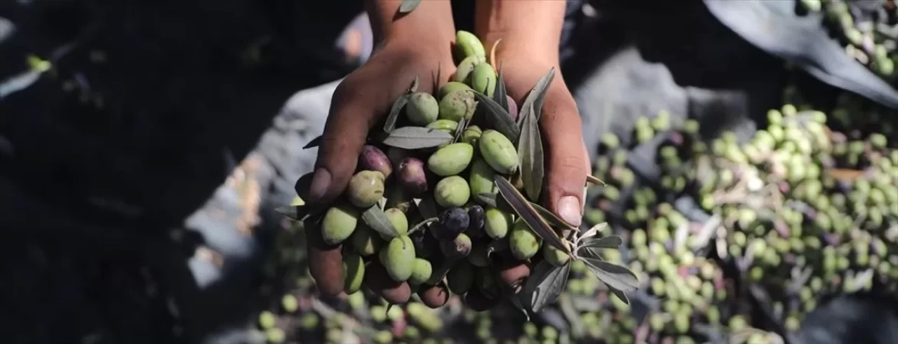 Batı Şeria’da zeytin hasadı kanlı geçiyor: Filistinlilere 340 saldırı