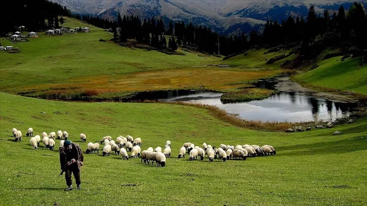 Yeni dönem 1 Ocak'ta başlıyor! Hayvancılık desteklemede kurallar değişti