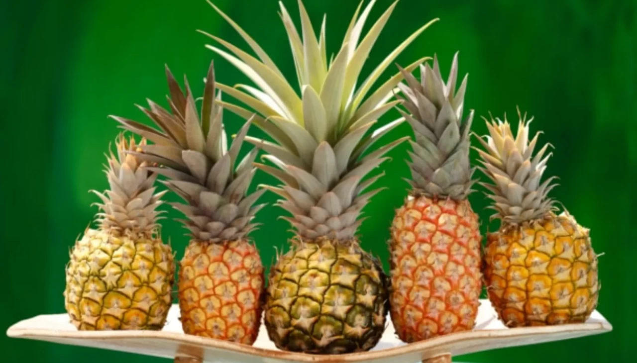 Ananas çeşitleri nelerdir?