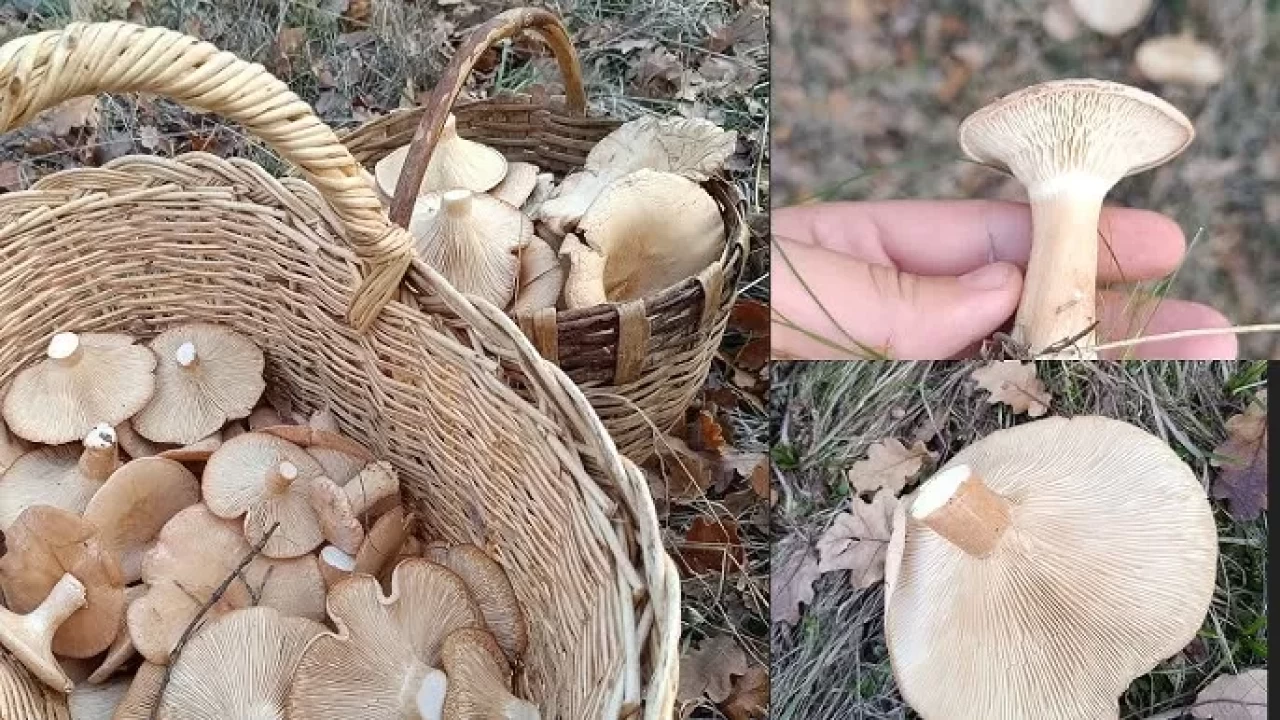 Herkes peşinde! Sadece 2 ay satılıyor: Ebişke mantarının faydaları saymakla bitmiyor!