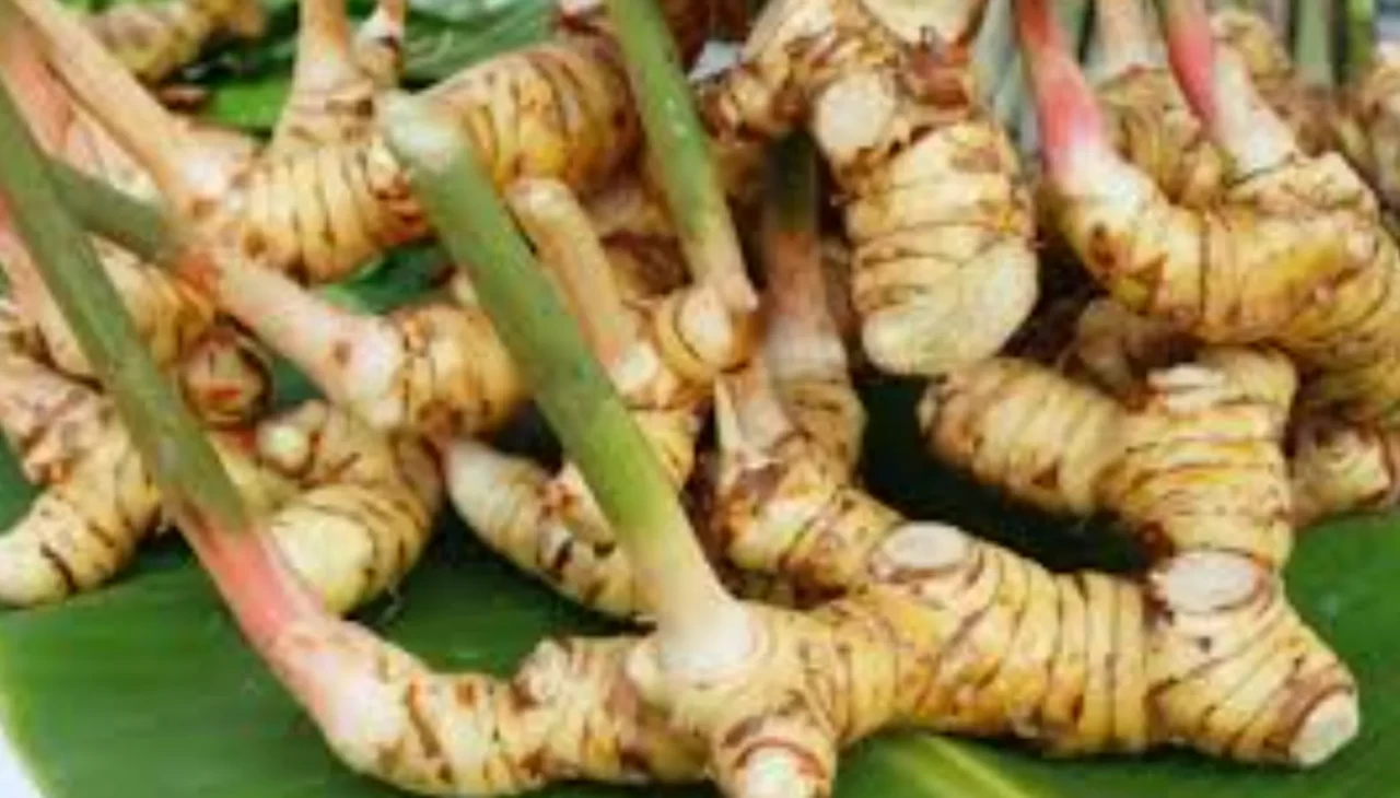 Havlıcan nedir, faydaları nelerdir? Baş ağrısına doğal çözüm arayanlara şifa oluyor