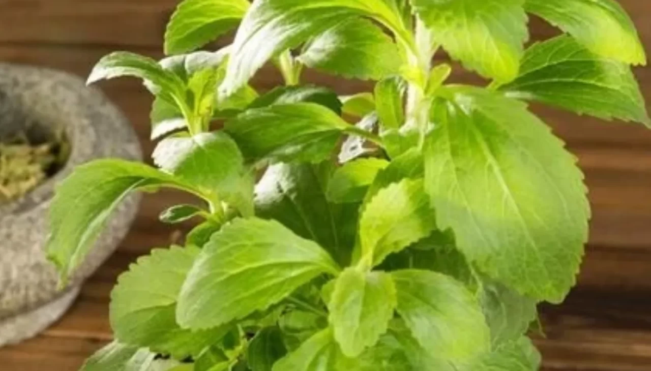 Kalorisiz tatlı mümkün! Diyetlerin yeni kahramanı