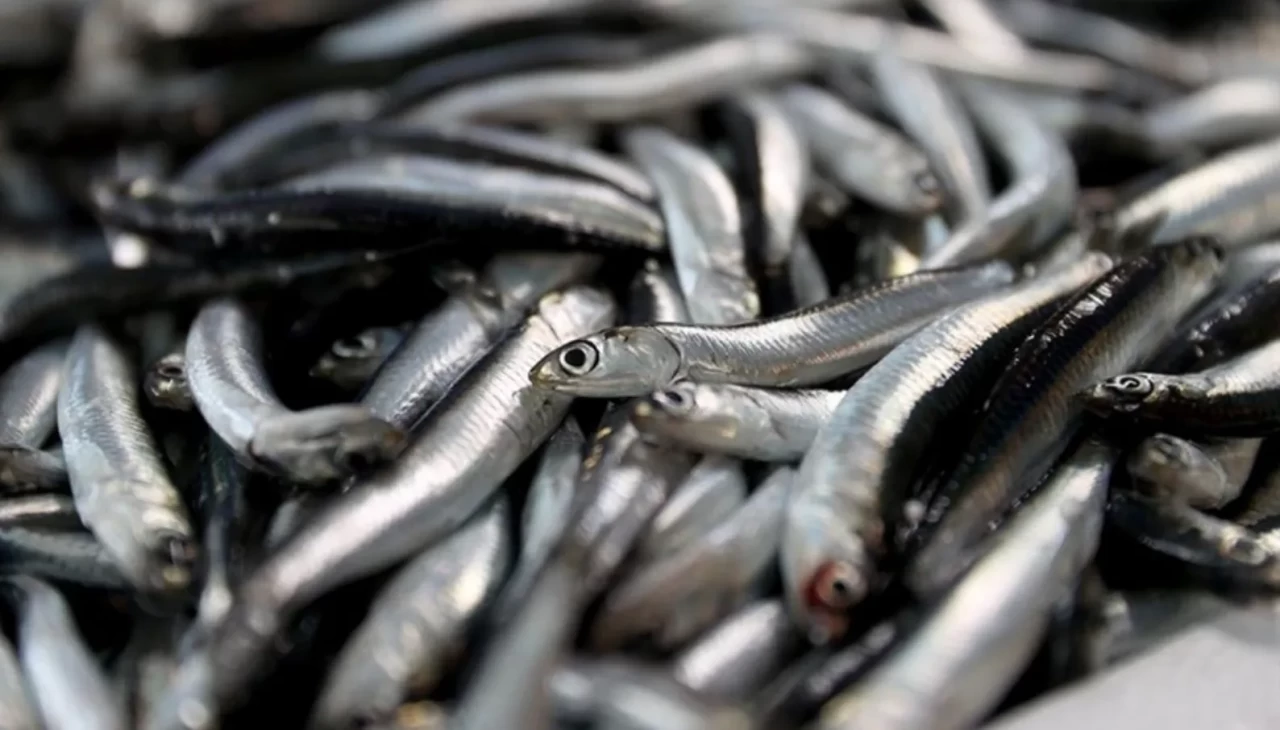 Avrupa’dan hamsiye yoğun ilgi! Türkiye’nin ihracatı yüzde 20 arttı