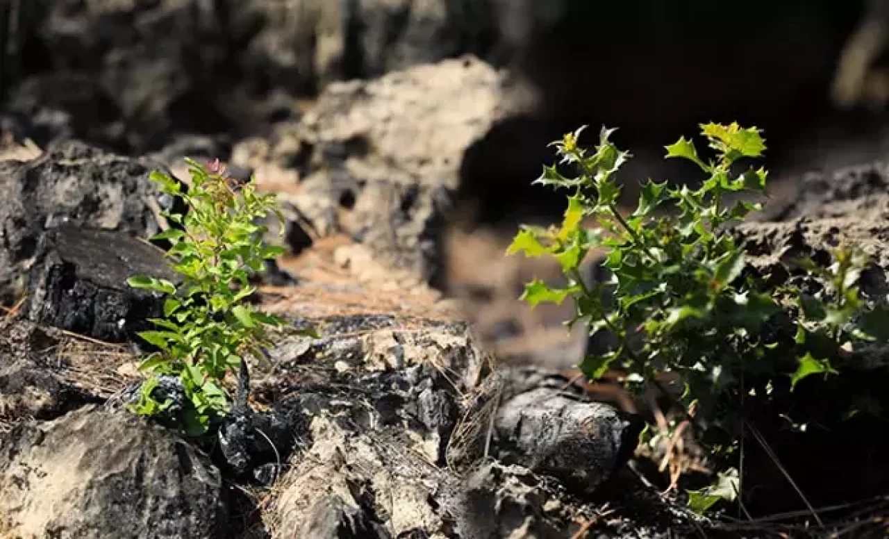 Ormanlar küllerinden doğuyor, yanan alanlar yeniden yeşeriyor