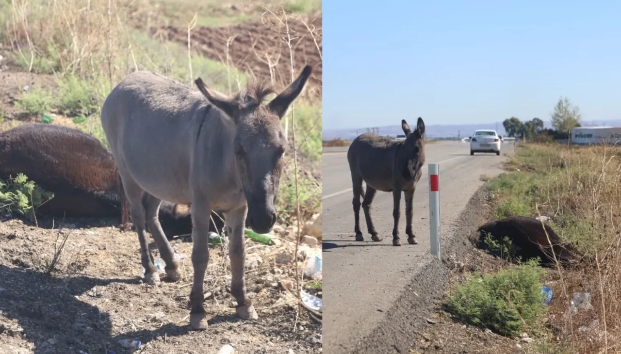 Hatay’da yürek burkan görüntü: Annesi araç çarpmasıyla öldü, sıpası başından saatlerce ayrılmadı