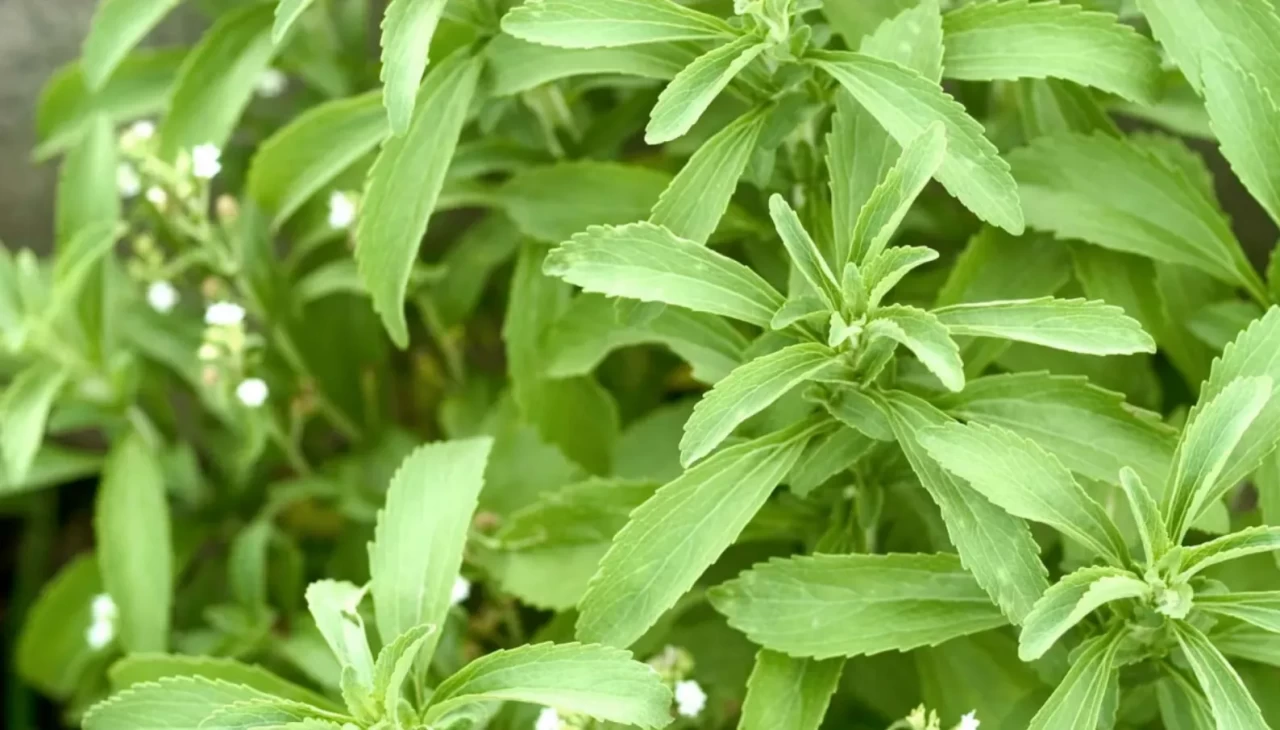 Stevia (Şeker Otu) nedir, nasıl kullanılır? Stevia sağlıklı mı?