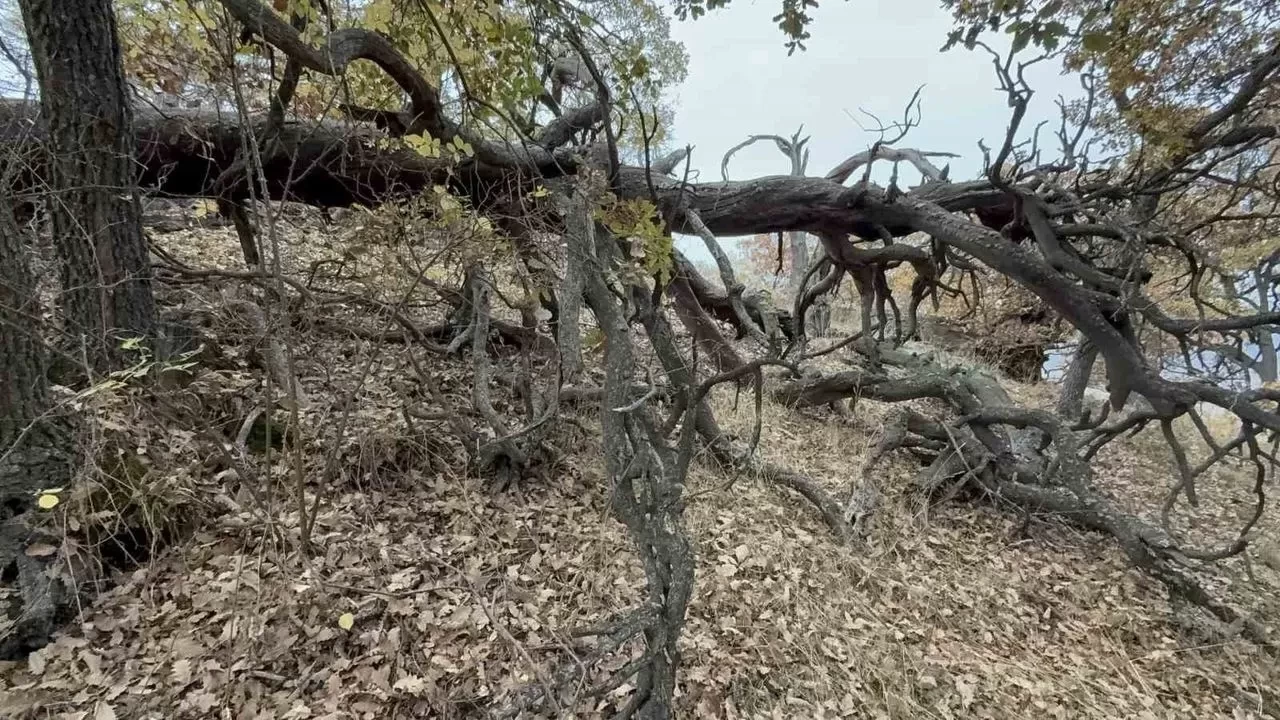 Bu ormana asırlardır balta girmiyor, kuruyup yıkılan ağaçlarda ormanda bırakılıyor