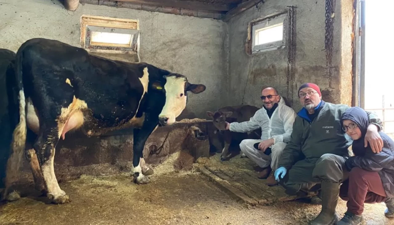 Türk bilim insanlarından süt alerjisine çığır açan çalışma: Genetiği düzenlenmiş iki buzağı doğdu