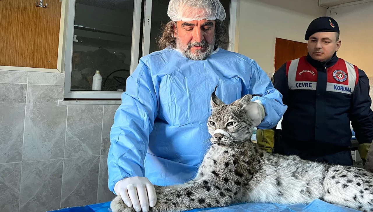 Van’da bitkin halde bulunan vaşak tedavi altına alındı