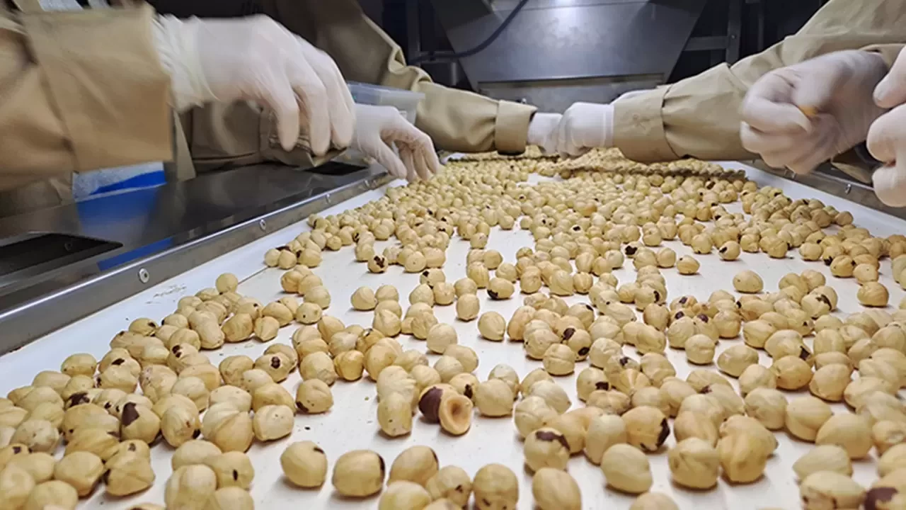 Düzce'den AB ülkelerine 15 bin 750 ton iç fındık ihraç edildi