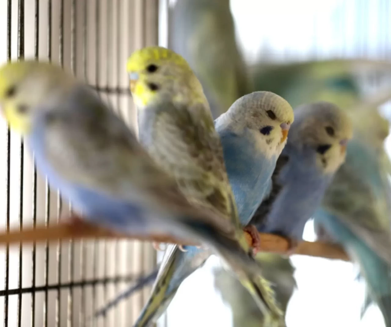 Muhabbet kuşunun tırnakları nasıl kesilir? Evde güvenli tırnak kesimi için püf noktalar