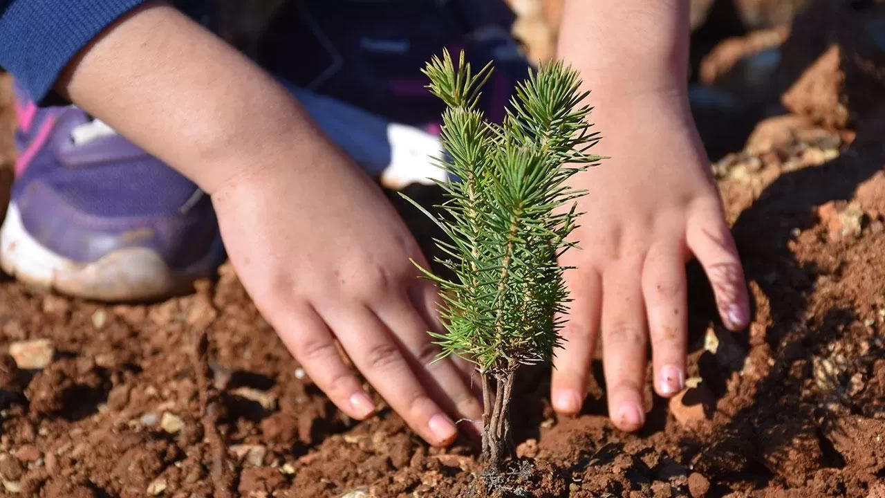 Milyonlarca fidan 11 Kasım'da toprakla buluşacak