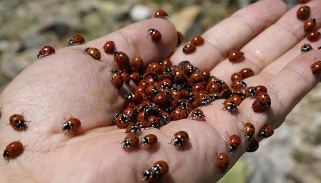 Rüyada uğur böceği görmek şansın habercisi mi? Uzmanlardan çarpıcı açıklamalar