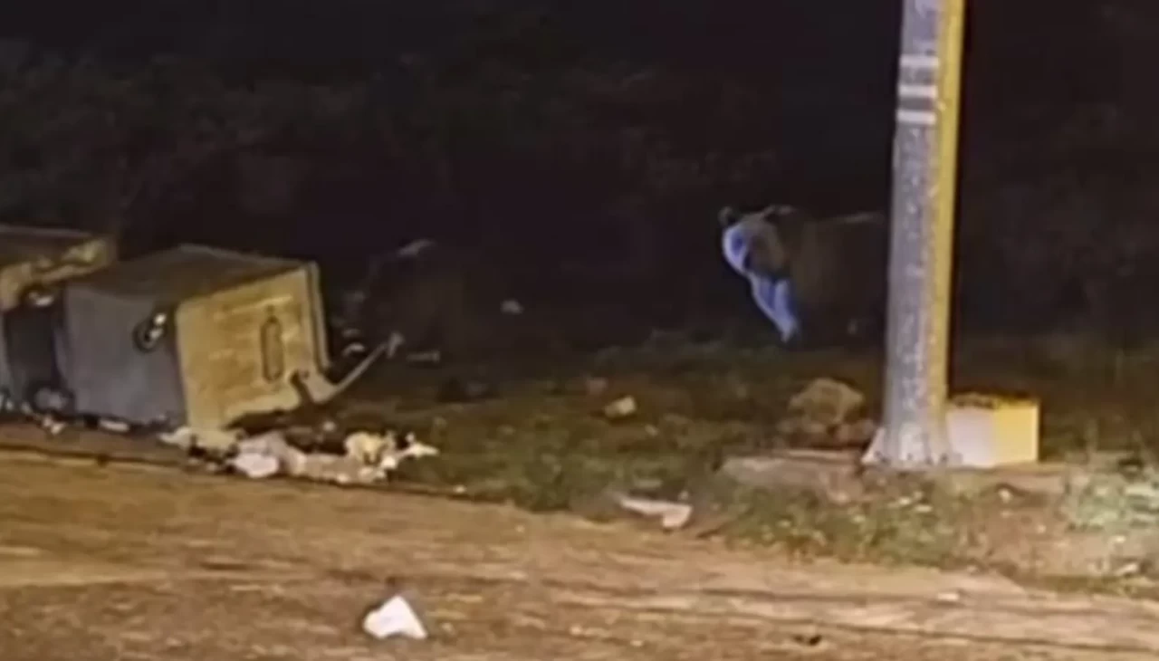 Uludağ’da kış uykusuna yatmayan ayılar çöp konteynerlerini talan etti