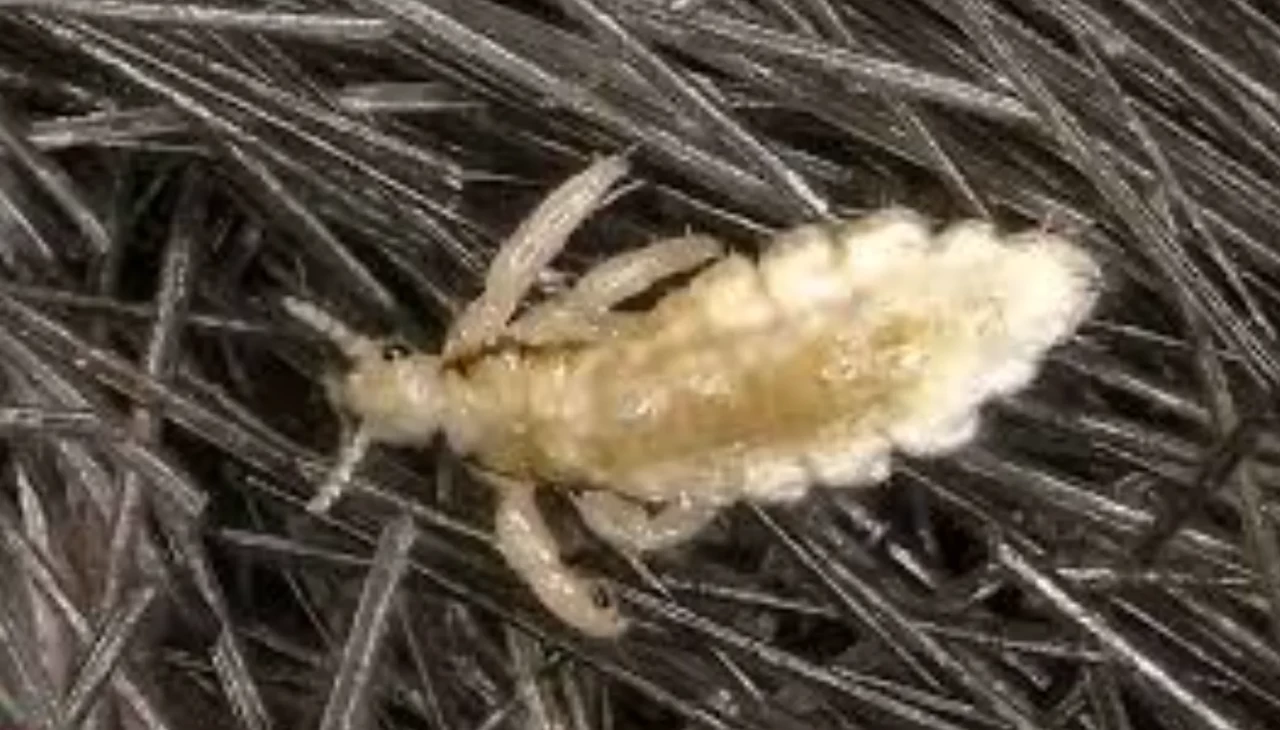 Rüyada bit görmek şans mı yoksa uyarı mı? İşte şaşırtan açıklamalar