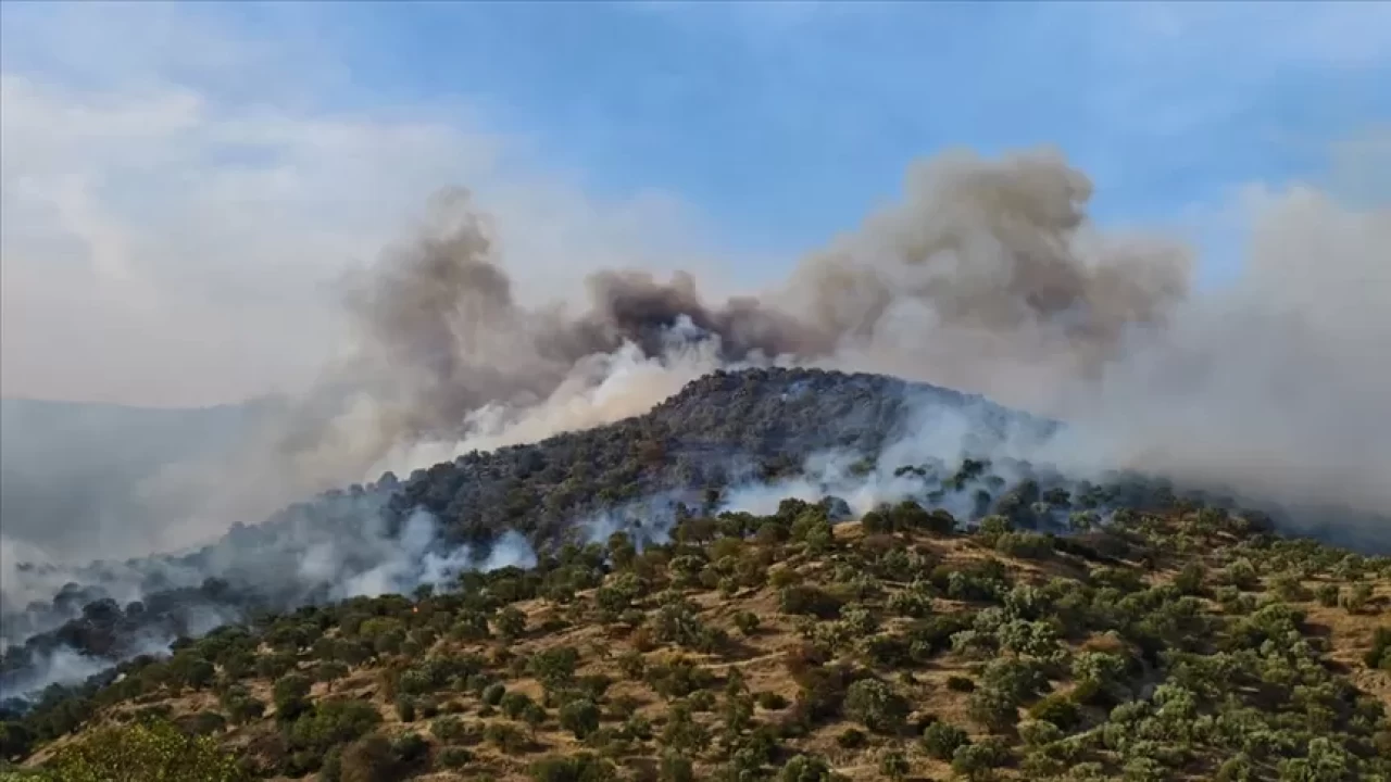Aydın'da ziraat alanında yangın!