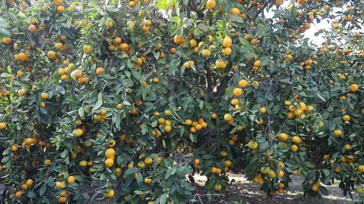 Fiyatı 2 liraya düştü! Tonlarca ürün ücretsiz dağıtıldı