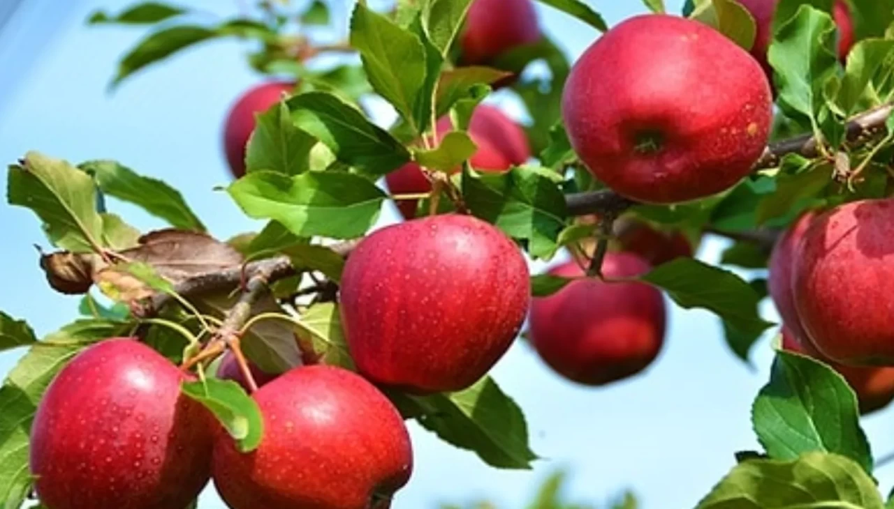 Elma yiyen şifa buluyor! Uzmanlar 15 maddede neden her gün tüketilmesi gerektiğini açıkladı