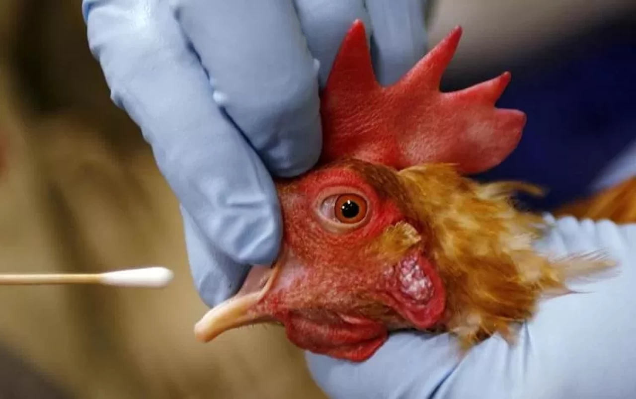 İspanya'da kuş gribi alarmı: 2 milyondan fazla kümes hayvanı itlaf edildi