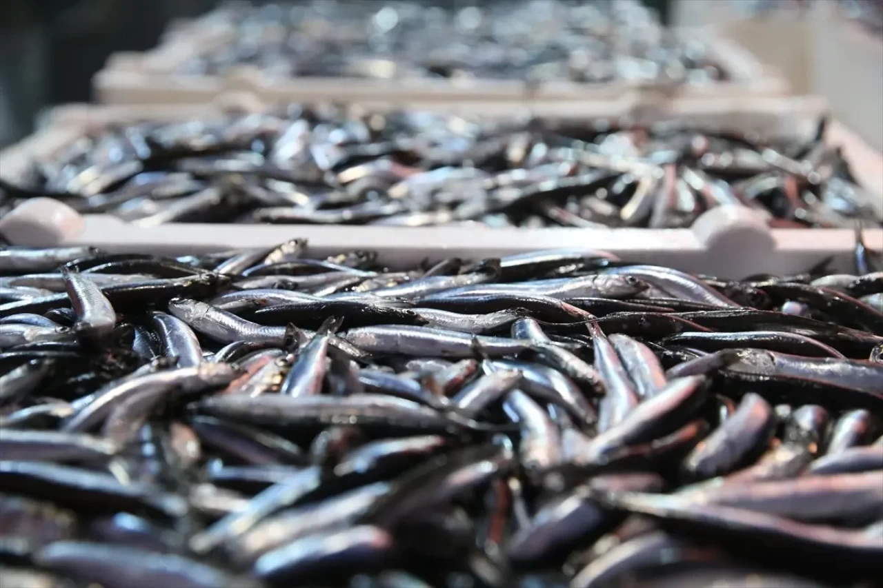 Hamsi bolluğu tezgahlara yansıdı