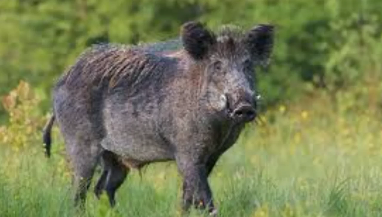 Rüyada domuz görenler dikkat! Psikologlar bu sembolün altını çiziyor