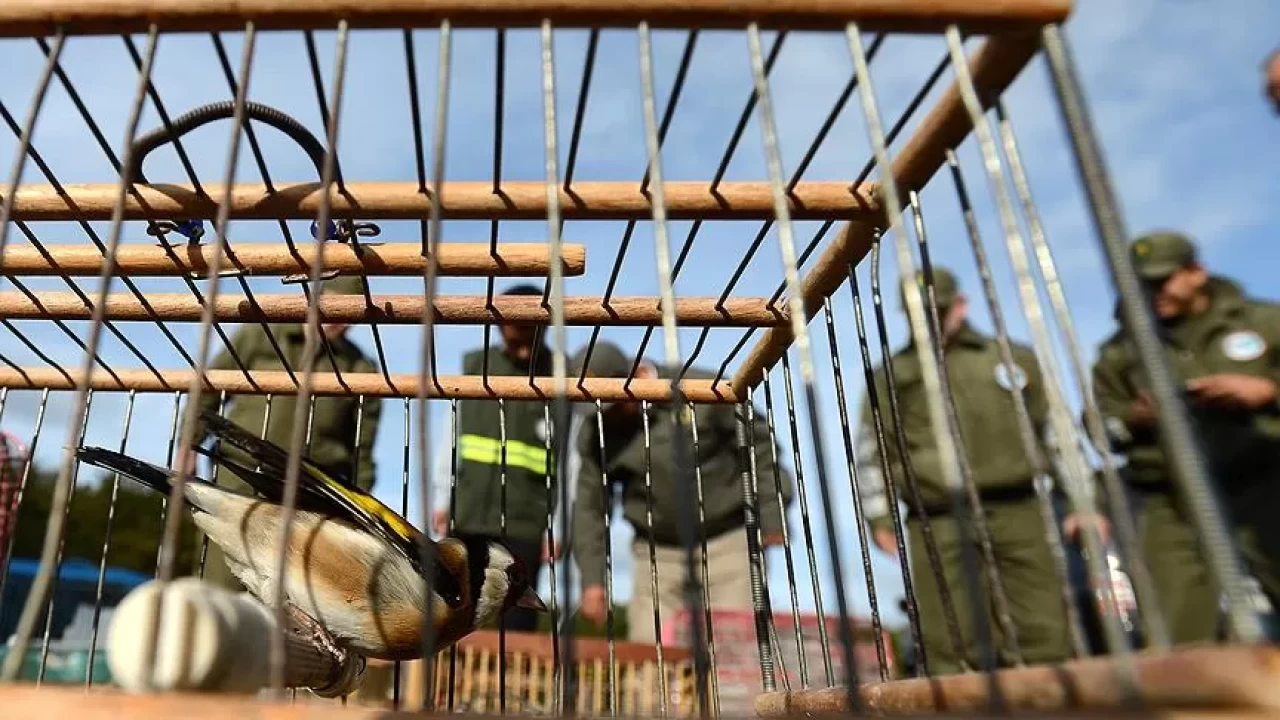 Bursa'da kuş kaçakçılarına ceza yağdı!